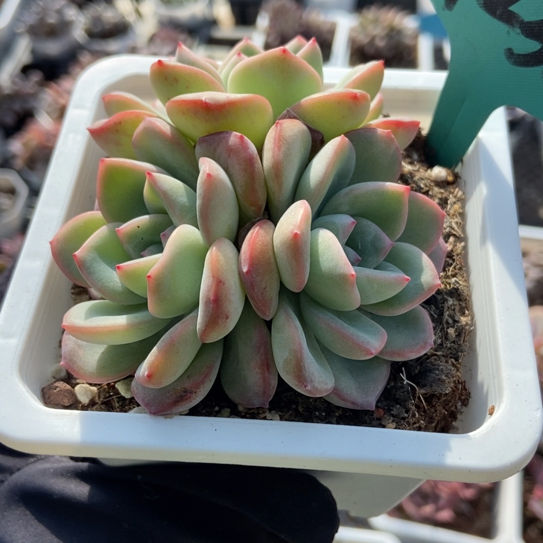 7230泡芙多肉植物