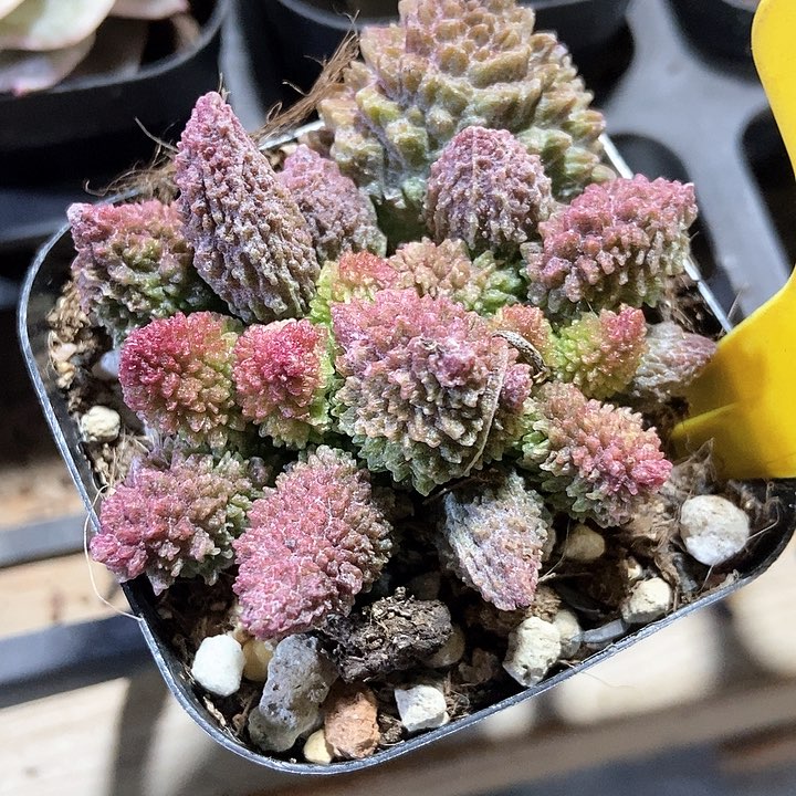 多肉植物朱子语1094