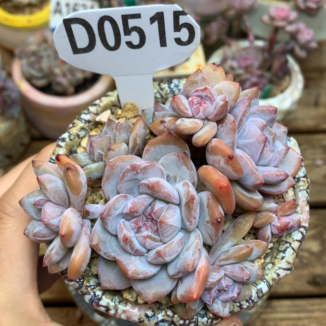 D0515 星影 新 货8头