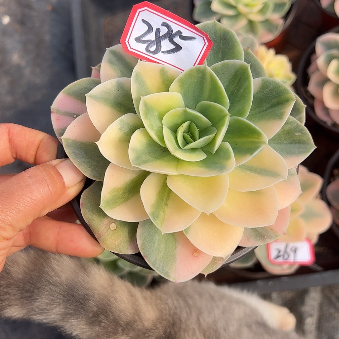285号星娜塔锦，一物一拍