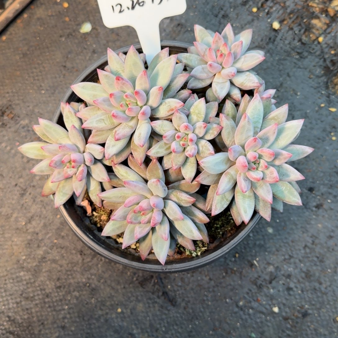 一物一拍8头虞美人平头134