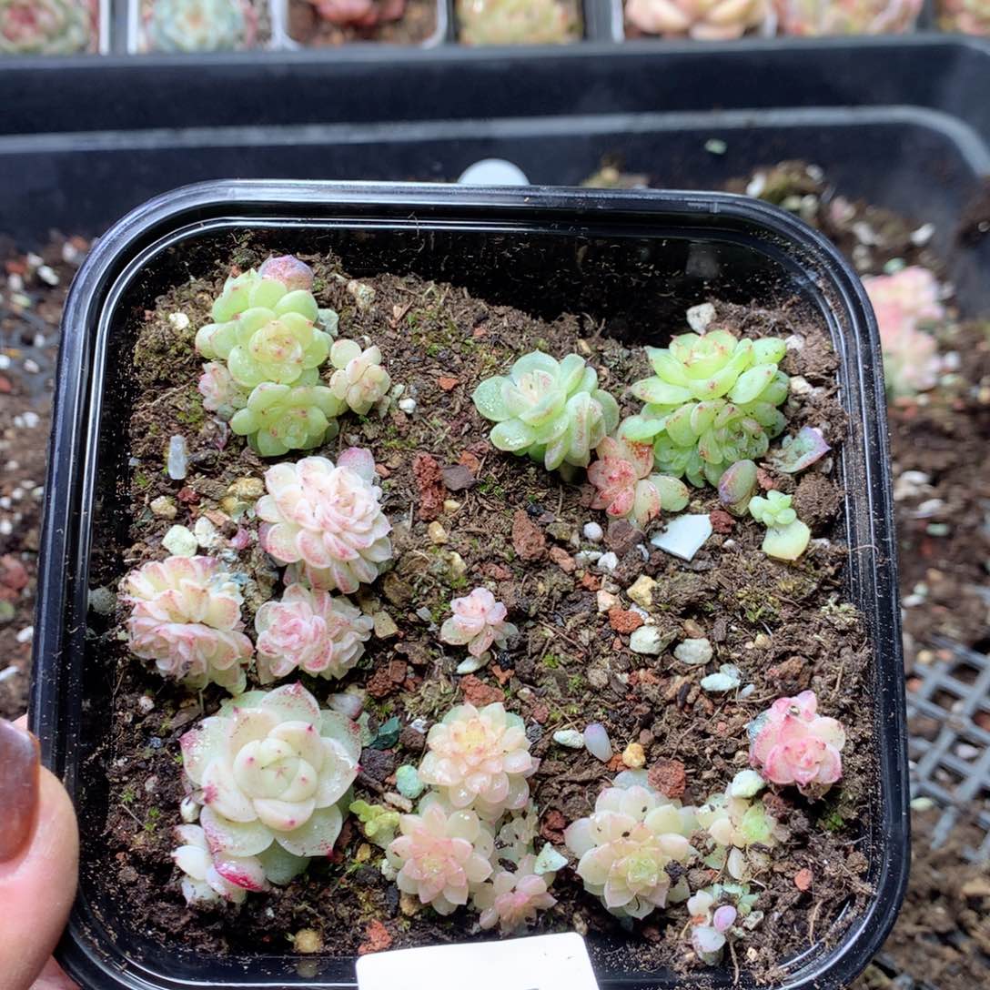 无花朵S115英语英语