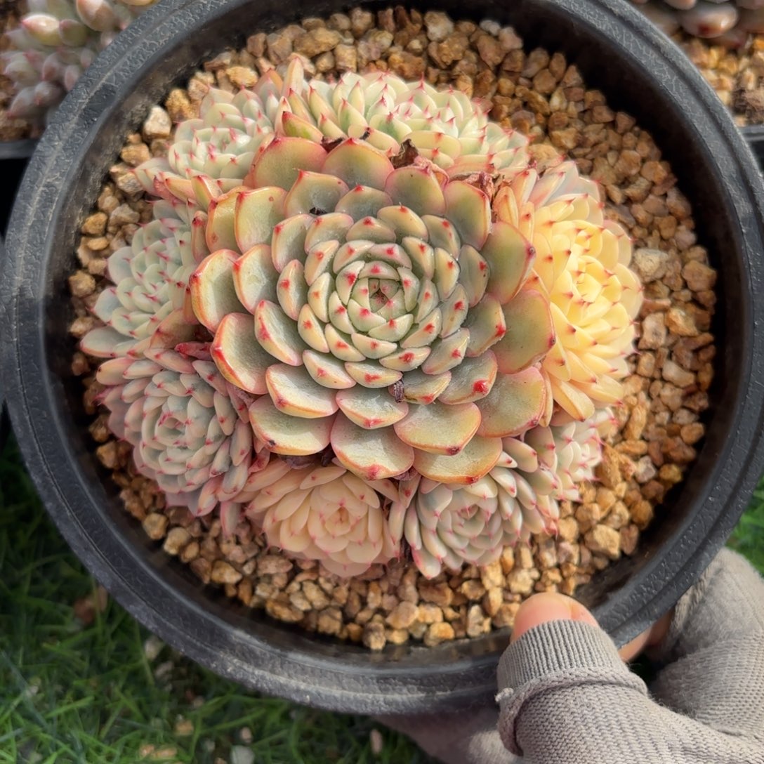 姬莲锦多肉880888888888