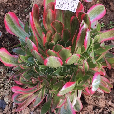 2.15-5男神多肉植物