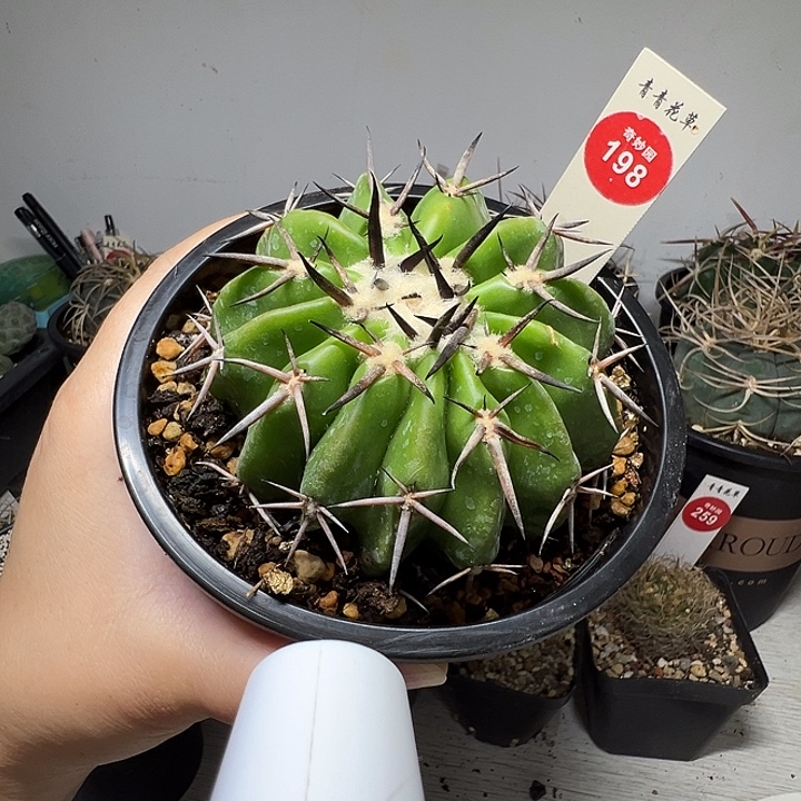 自根黑刺铃木圆盘玉8.5cm