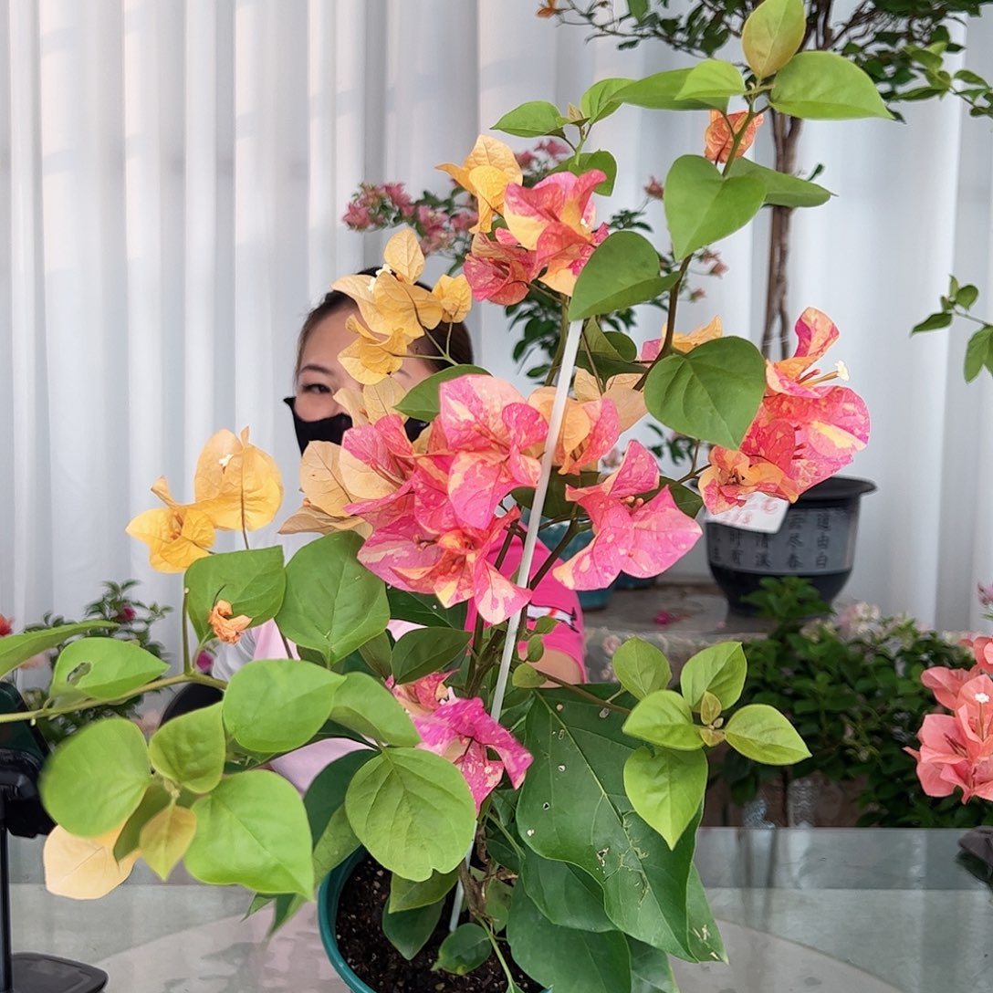 当前无花栽培后可以开花阿达纳一颗