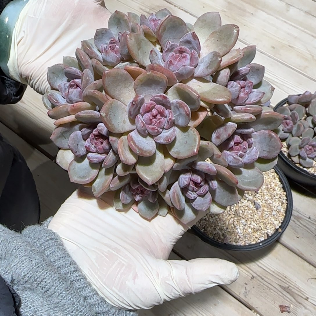 喜***色喜形于色突尼斯发货多肉