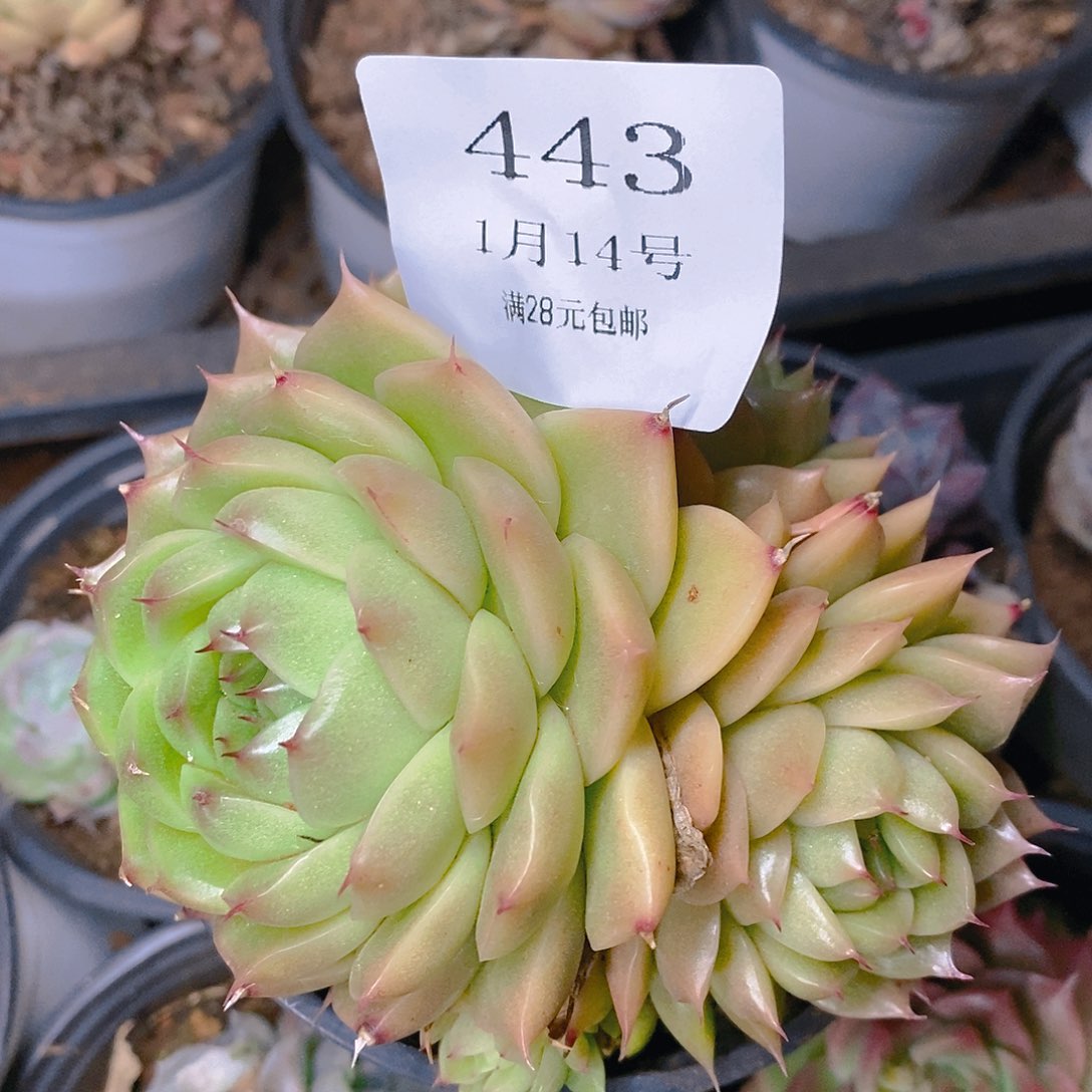 【闪购商品】云443