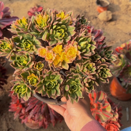 甜茶法师9.9多肉植物