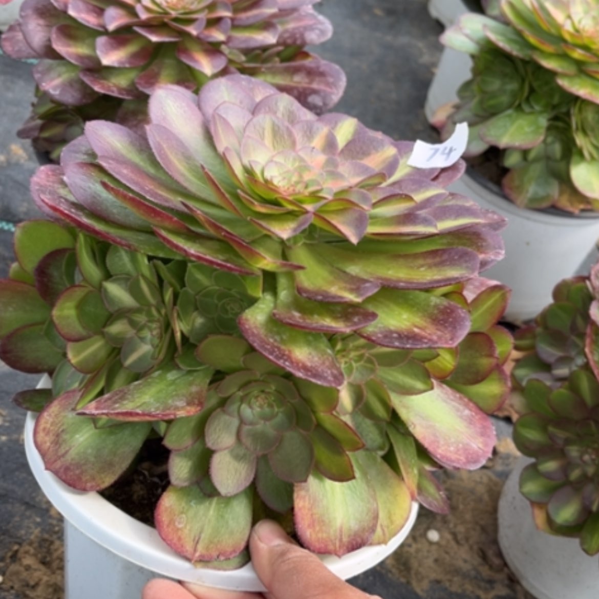 【闪购商品】74倾城中班多肉法师