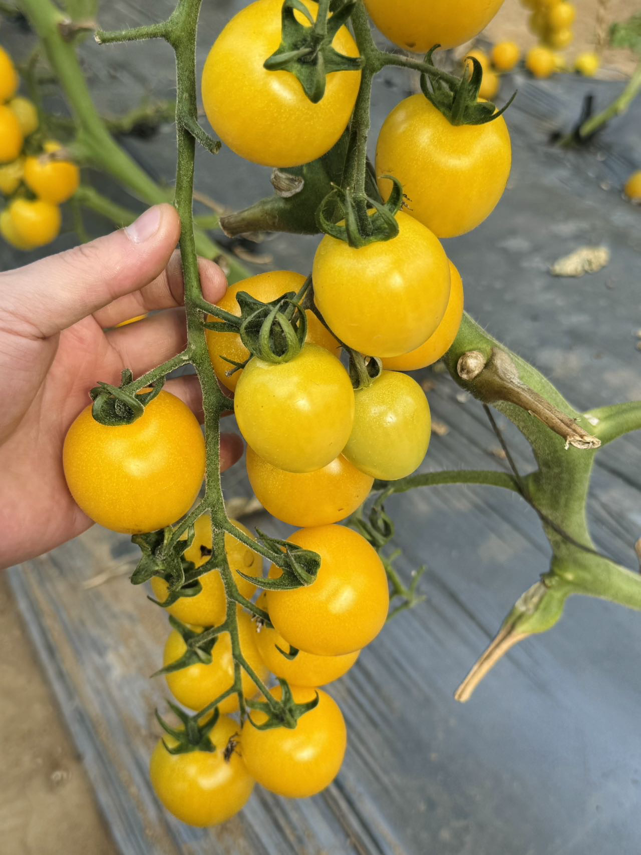 小柿子 爆汁小柿子