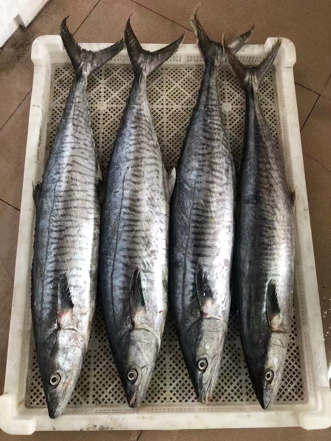 {杨姐专属}6斤博贺本港深海海吊马鲛鱼真空包装顺丰包邮