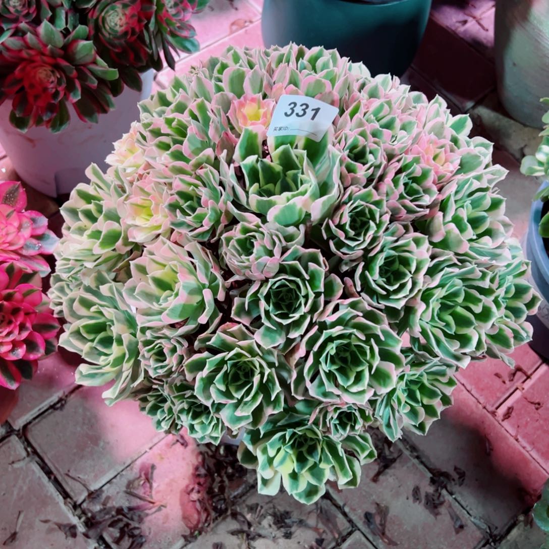 331白凤法师多肉植物