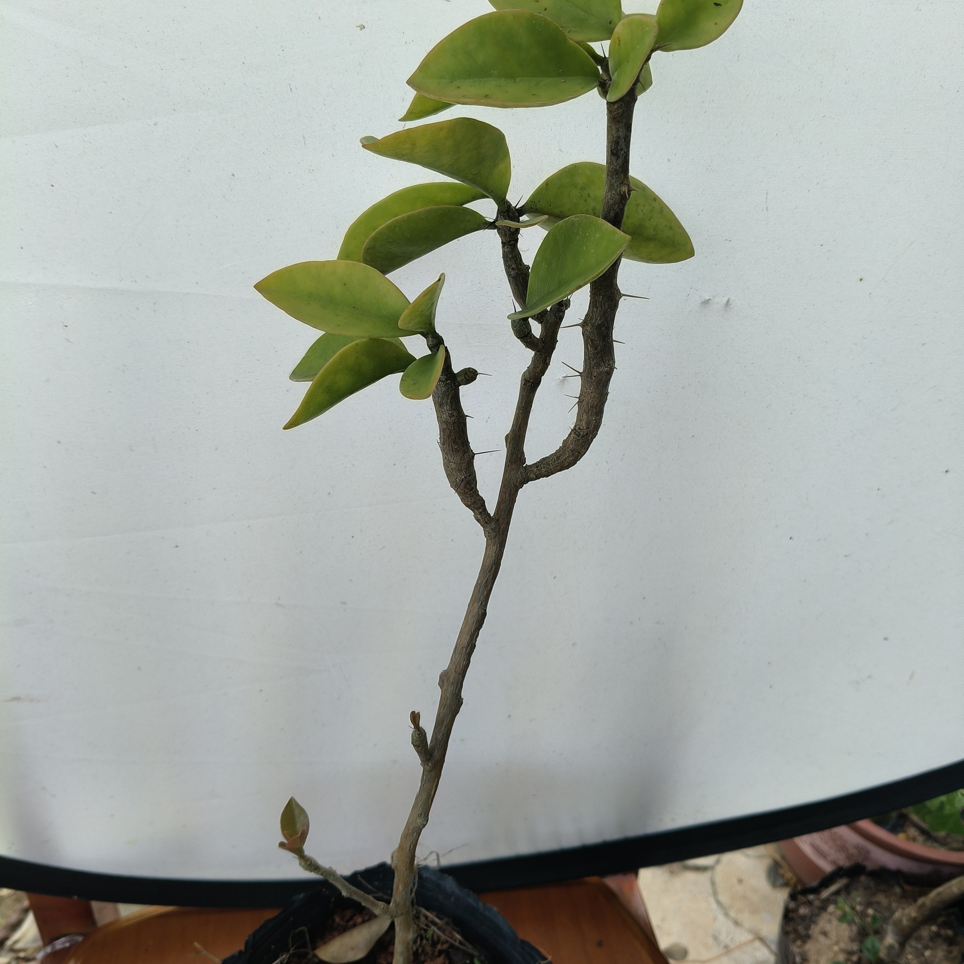 叶仙砧木一棵不带盆发货，可嫁接蟹爪兰，九尾狐。