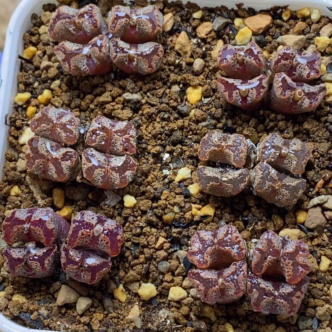 6颗四头酒红色蝴蝶勋章