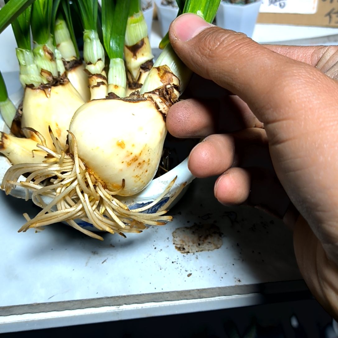 满6元包邮，水仙一颗