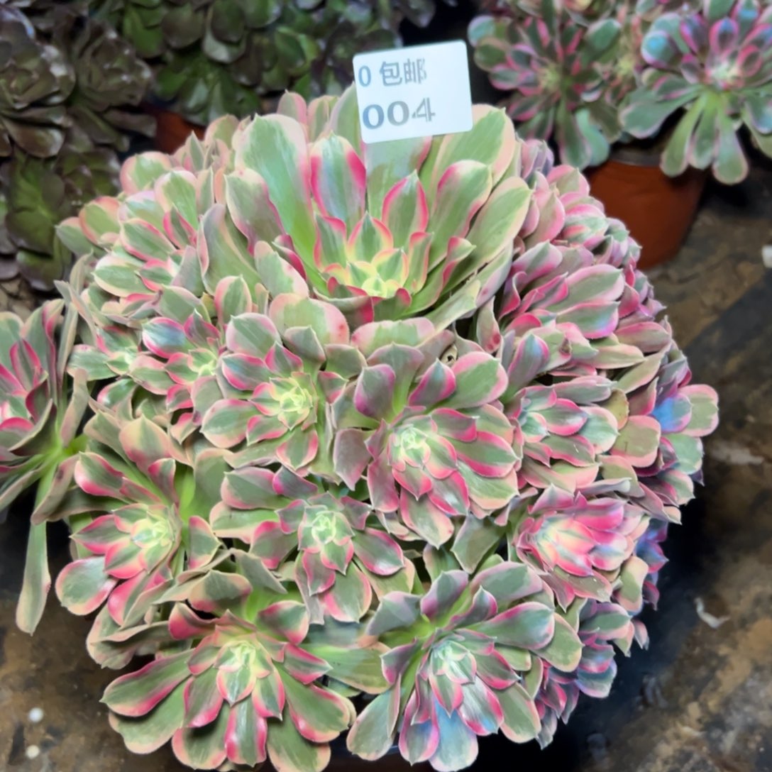 p***美004男神，多肉法师