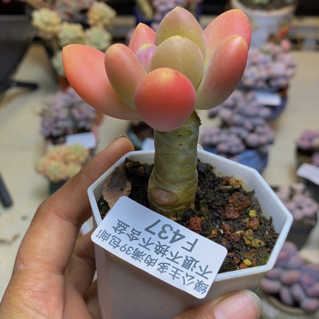 437金蟾多肉肉5c m