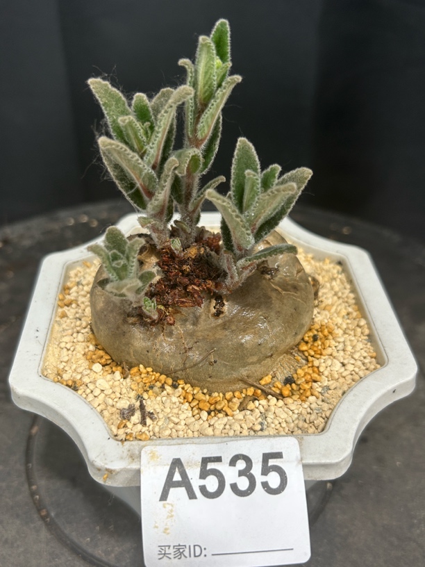 A535实生断崖王子块根植物