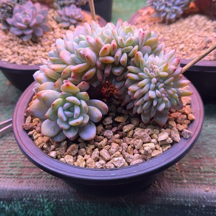 星影树缀无砍多肉