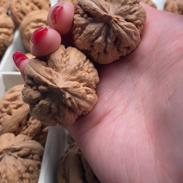 纸***荧霸王龙全品无修一刀没动