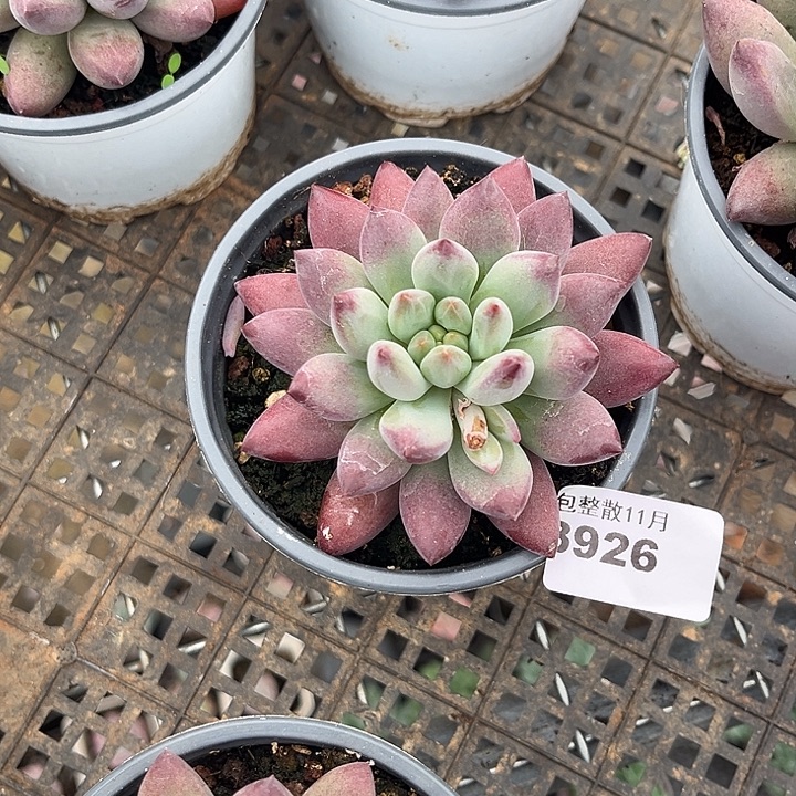 阿雅园艺。        3926