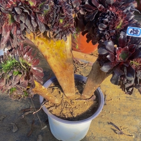 瓯紫缀有修侧枝不包断138多肉