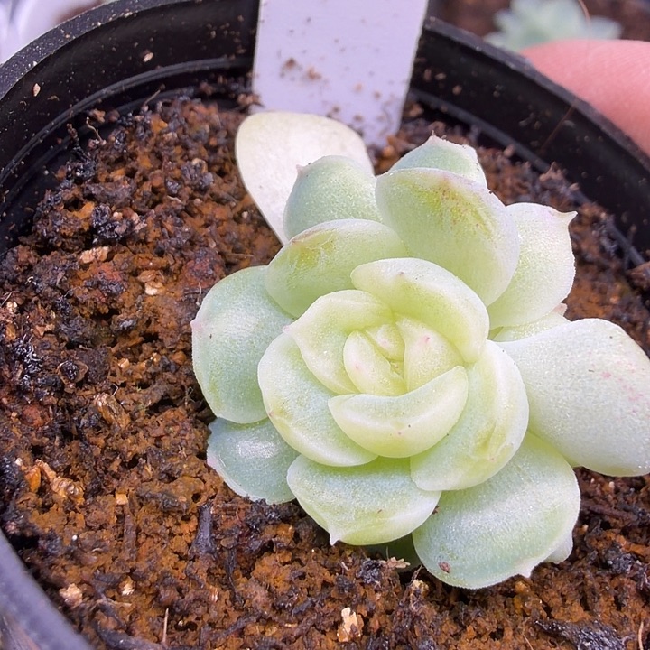 凌凌香五公分盆口双头