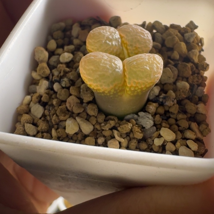 多肉.....161....小....