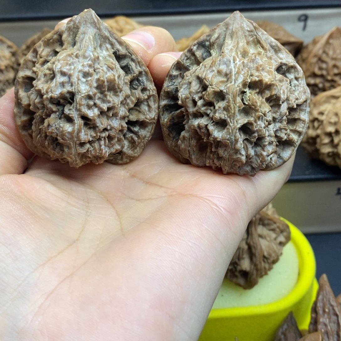 桃核吊坠秦岭薄棱冠帽43