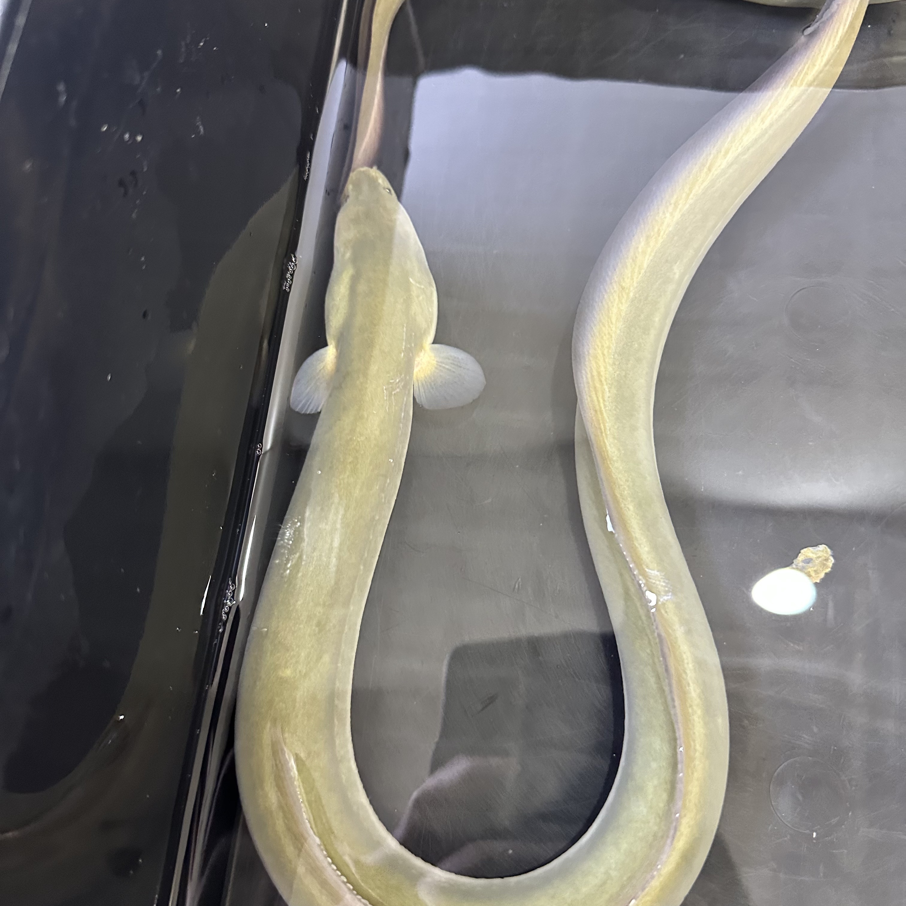 3-4两3条杭州本地野生江鳗1斤整