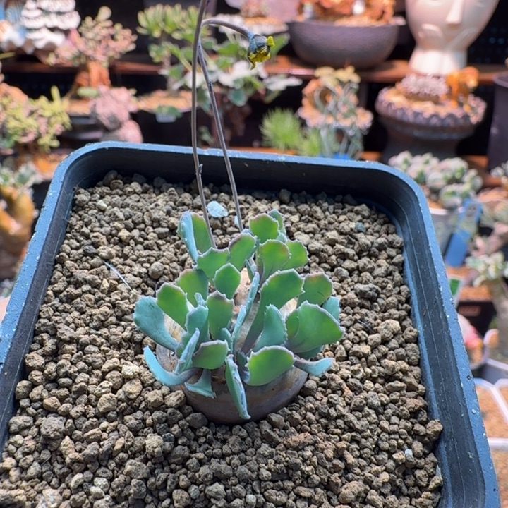 胖***盟格加厚墩菊859 仙人球