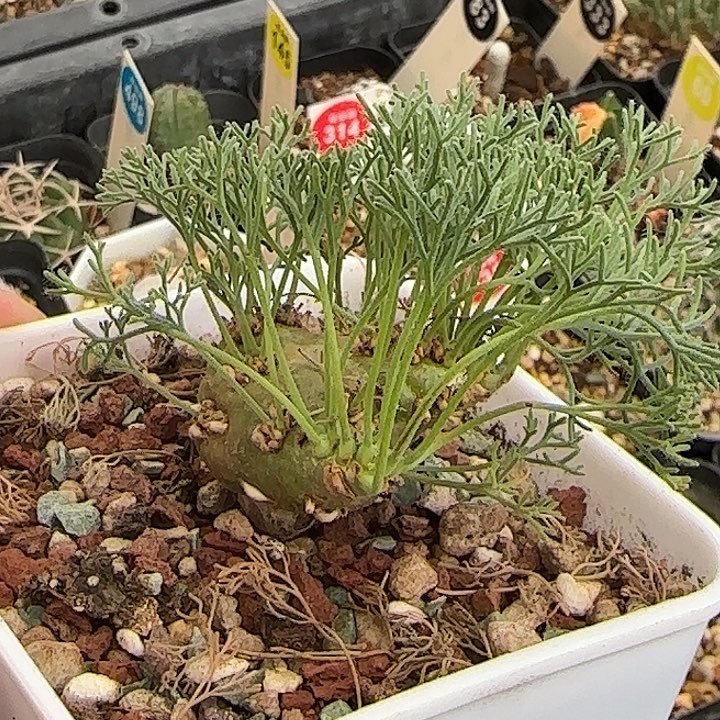 白皮月界3.3cm一棵6687