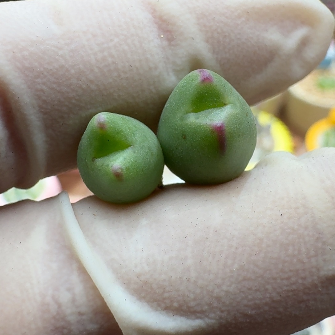 ギ***节1116-038皮卡丘肉锥肉锥