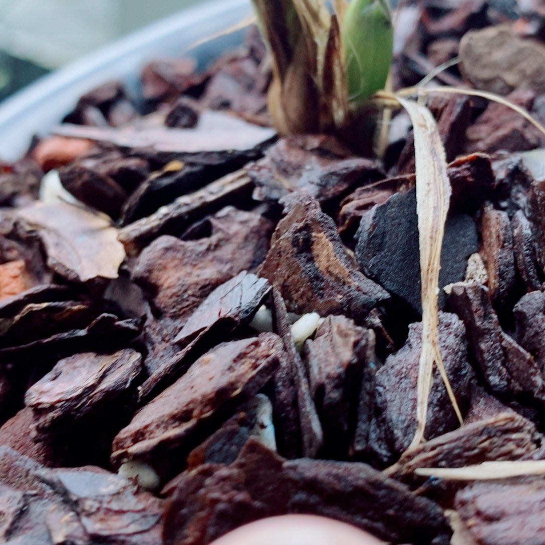 大部分花苞少量开放