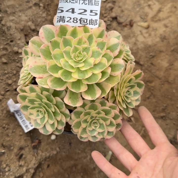 5425二号棚多肉植物B