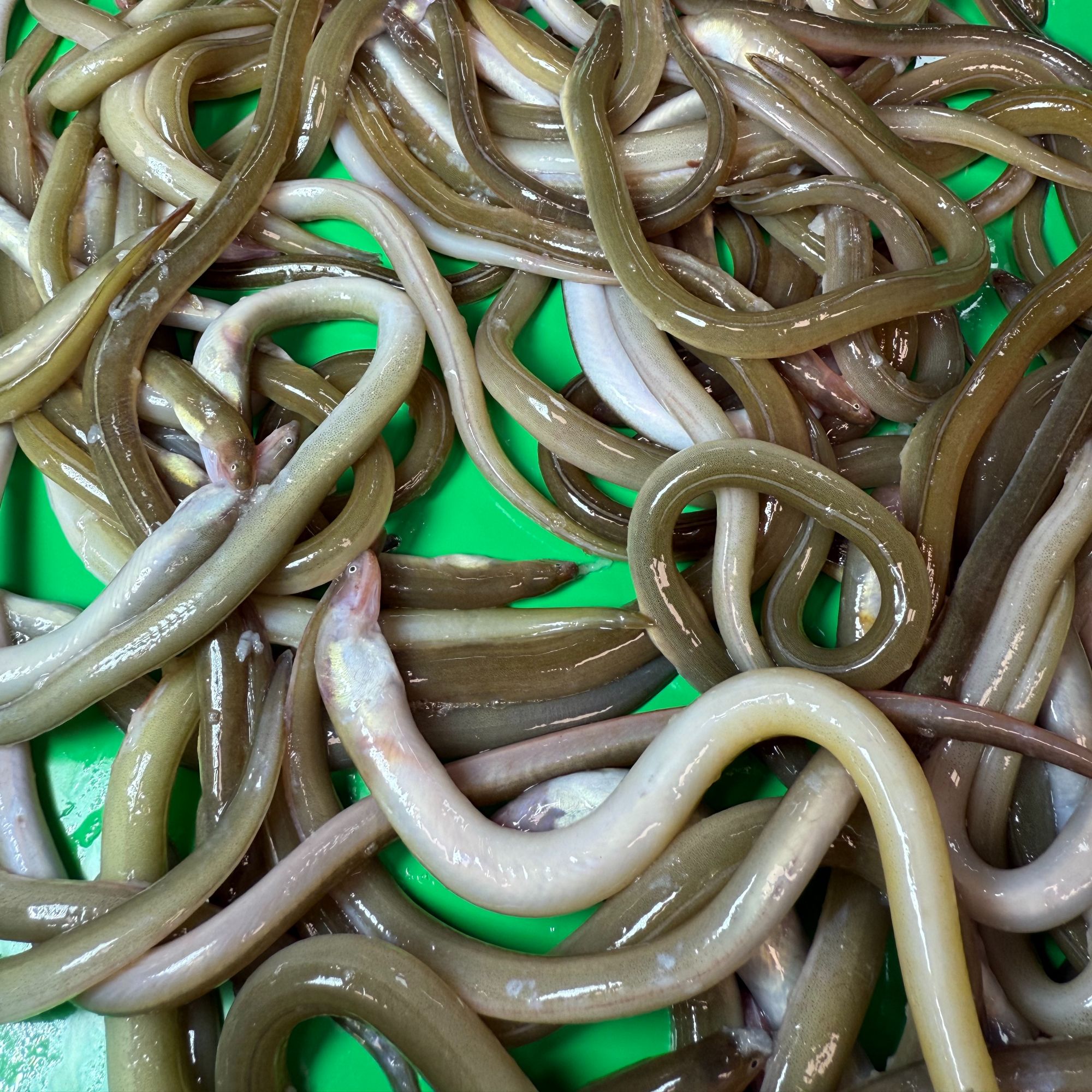 海鲜水产品油筷鱼【顺丰包邮】新鲜海鲜