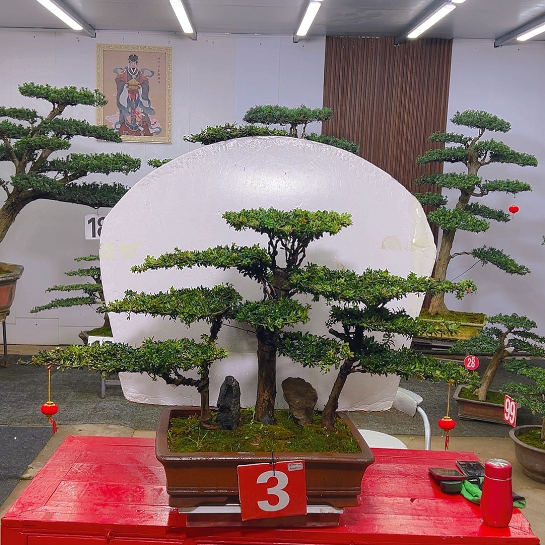 完全开放罗汉松0000000