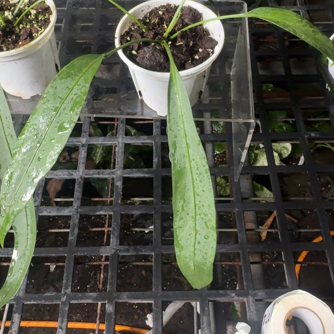 猛***猫完全开放维塔领带P49