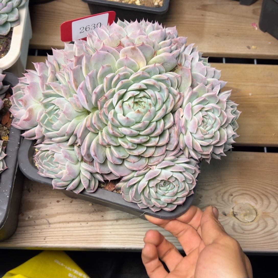 ?****?2630多肉多多多多多