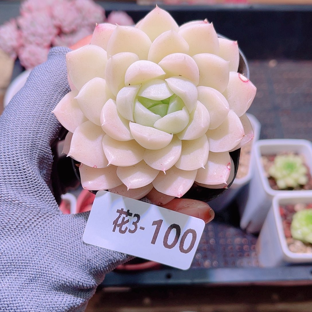 花03-100白冰雪单头