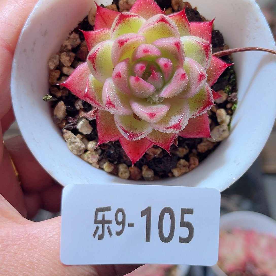 乐9-105 麦秆单头 