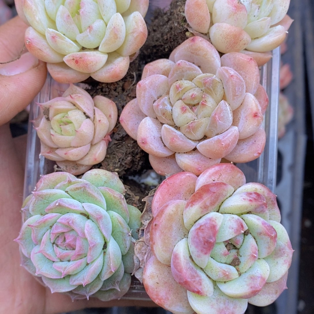 春泥家框拍链接U26