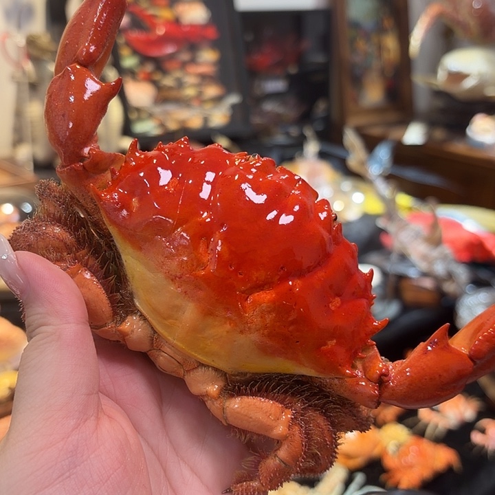 真实灿烂滑面蟹标本