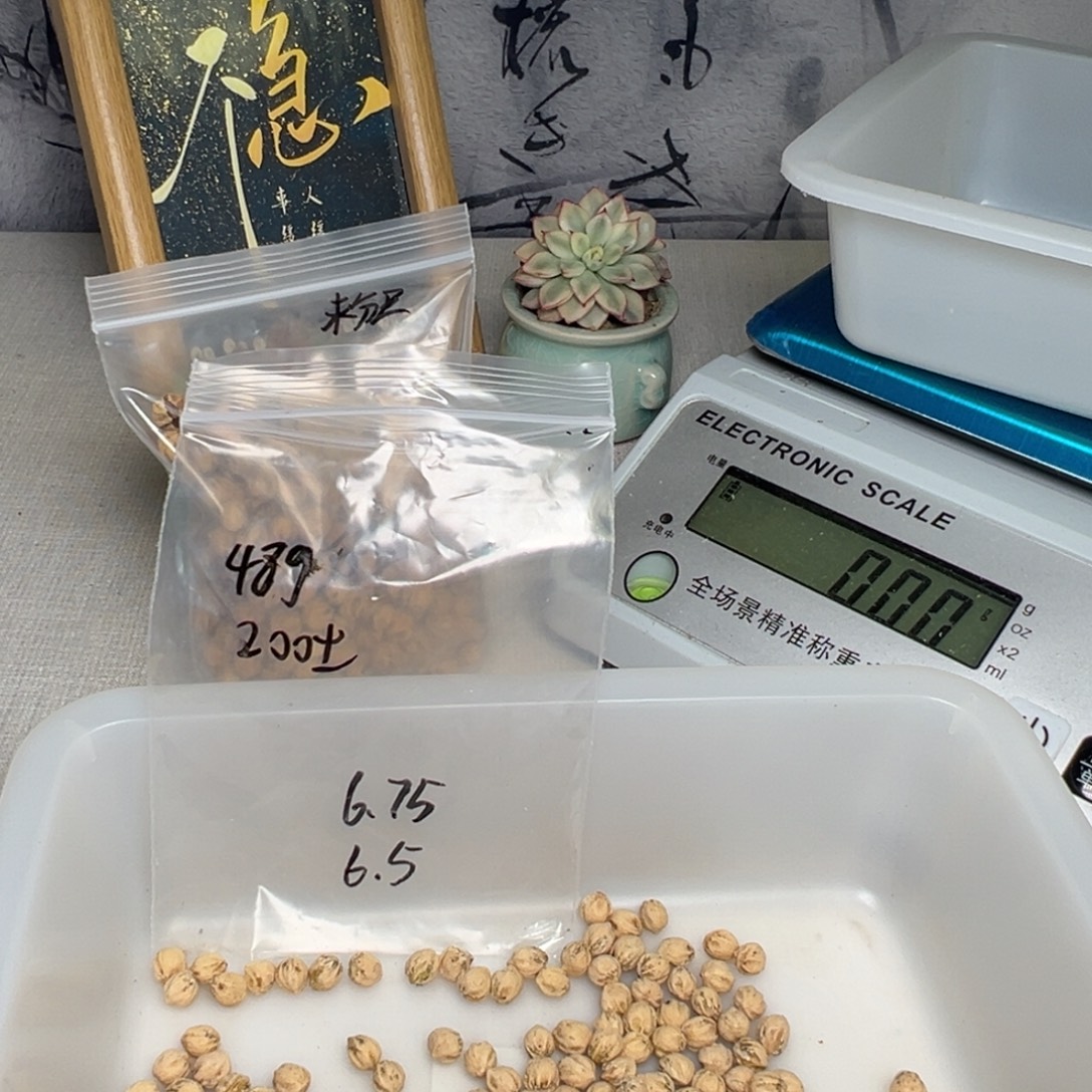 吊坠柏香籽/百香籽