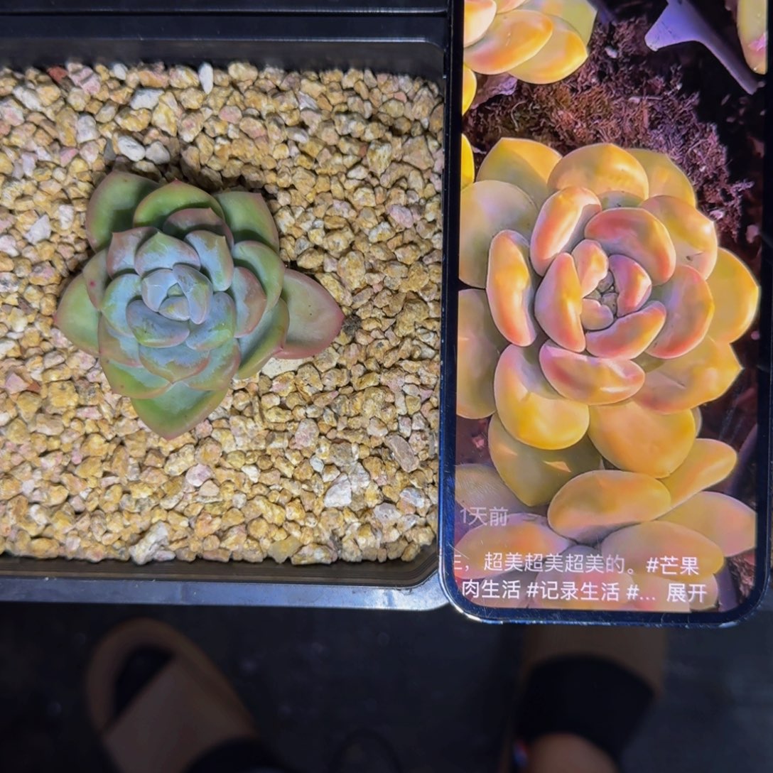 芒果冰 单头 一物一拍