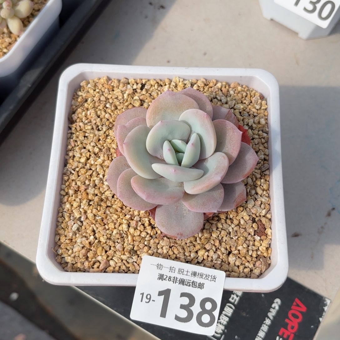 奶茶多肉多肉多肉