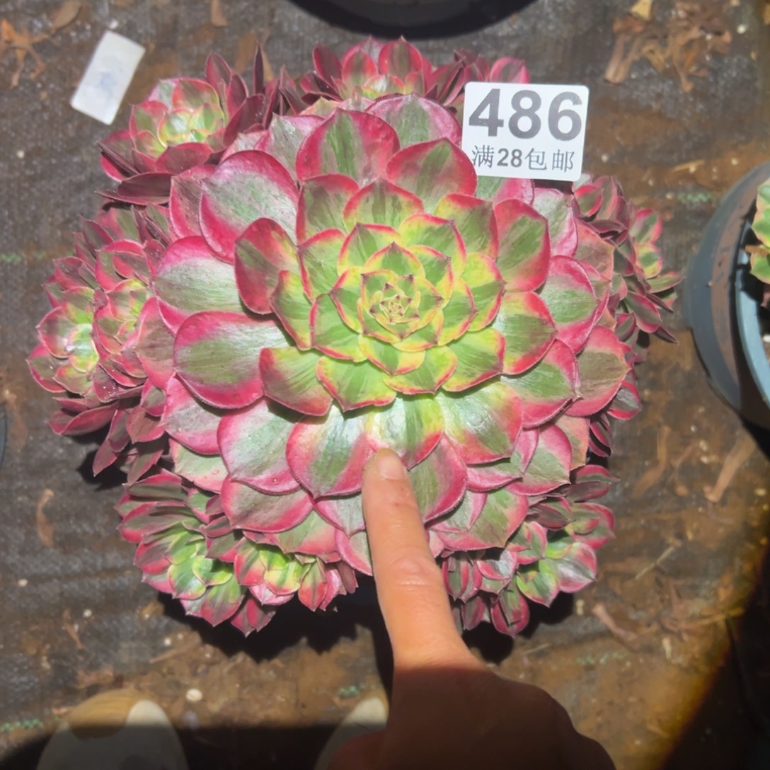 多肉植物486脱土的