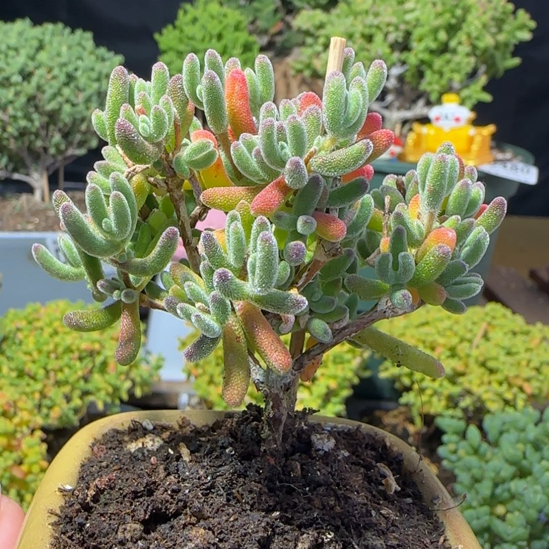 dy0381琉璃直杆三岔带盆