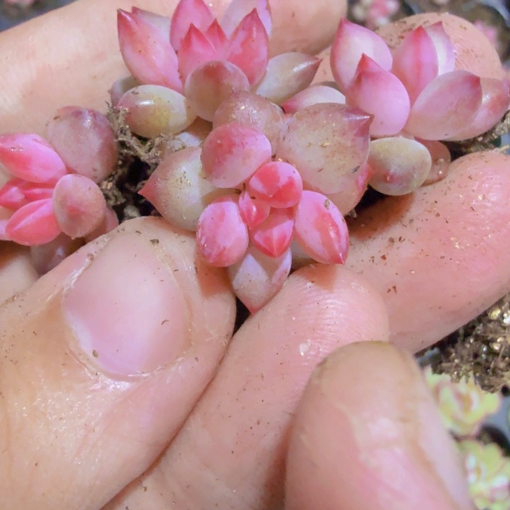 虞姬美人五颗一组